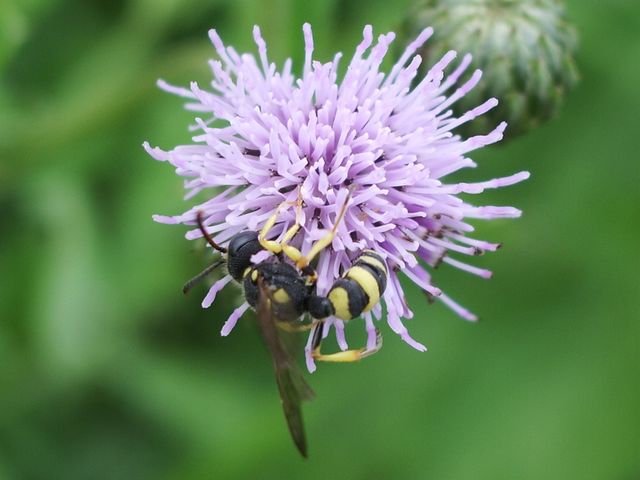 Cerceris sp. (Crabronidae)
