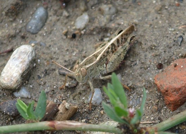 Calliptamus  cf. italicus