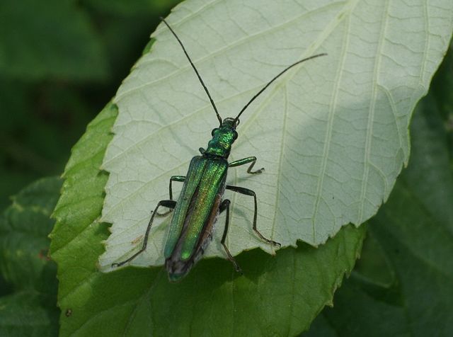 Oedemera nobilis femmina