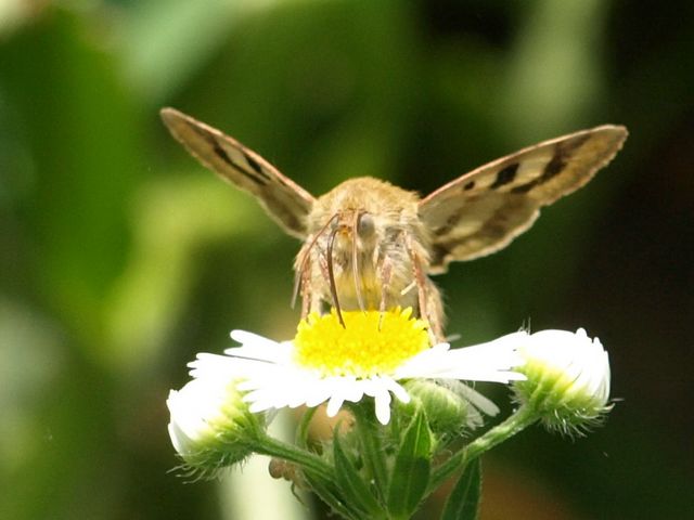 Farfalla  da identificare - Heliothis viriplaca