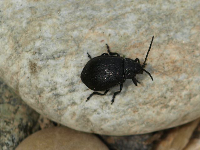 Coleottero da determinare: Galeruca tanaceti