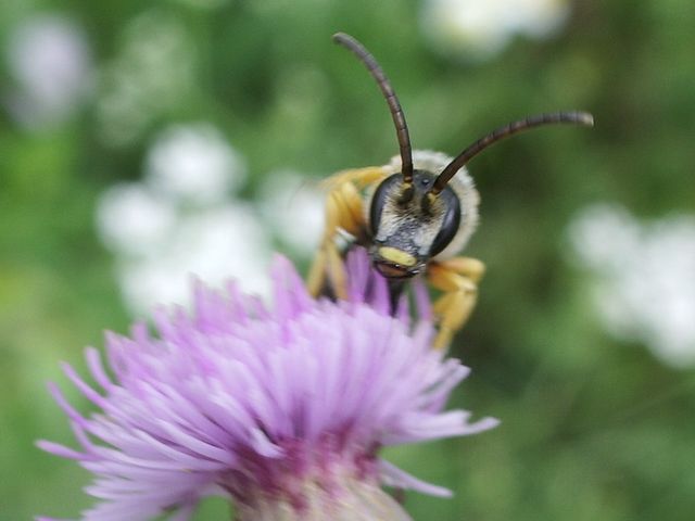 Halictus scabiosae M (Apidae Halictinae)