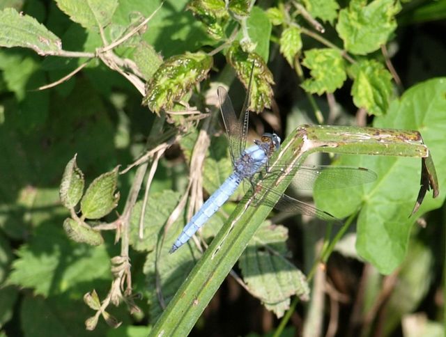 Orthetrum brunneum maschio ?