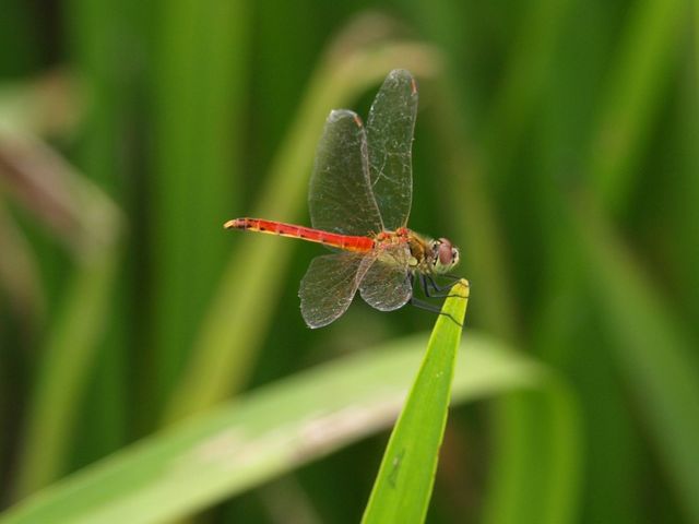 SYMPETRUM DEPRESSIUSCULUM
