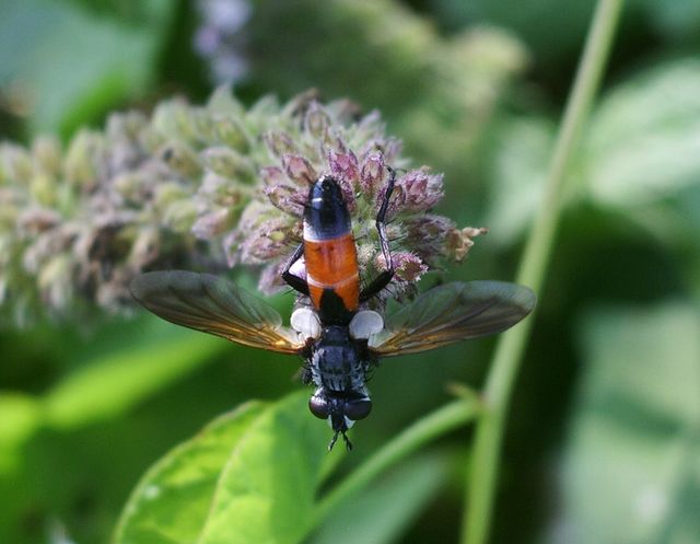 Presunto imenottero No. Cylindromyia sp. (Tachinidae)