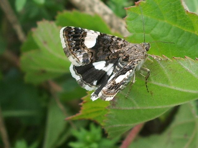 Tyta luctuosa