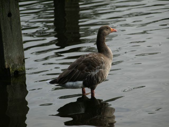 Da identificare (2)