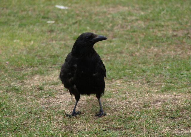 Corvo nero ?