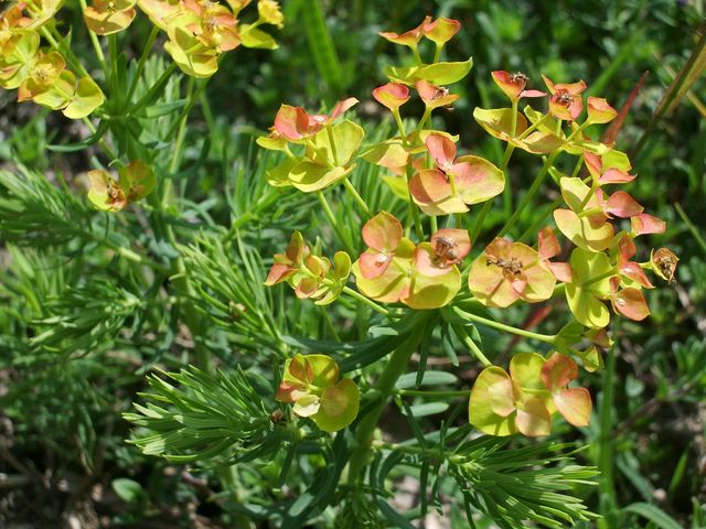 Euphorbia cyparissias - Euforbia cipressina
