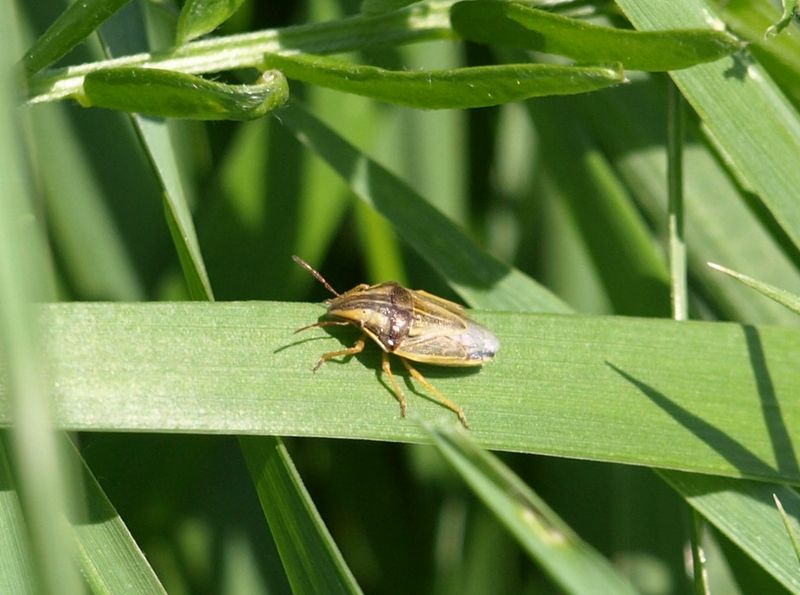 Pentatomidae: Aelia cfr.acuminata del Cremonese