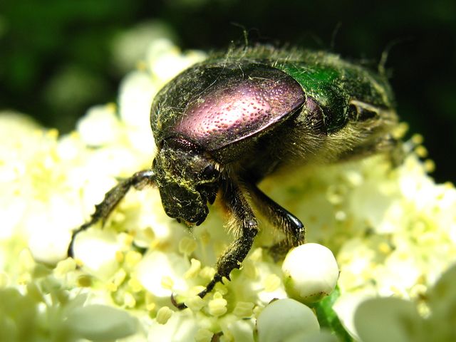 Coleotteri da determinare