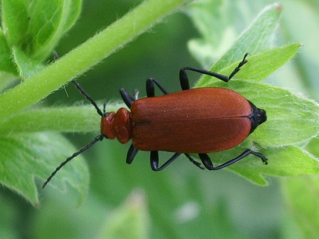 Coleottero da identificare: Pyrochroa serraticornis