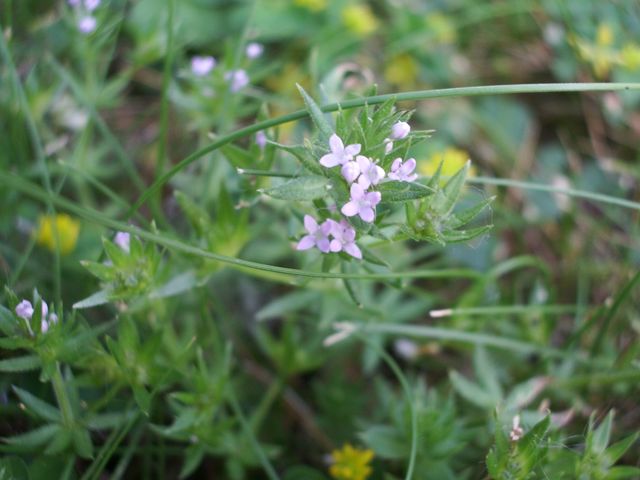 Piccolissimi fiorellini bianco-rosa: Sherardia arvensis