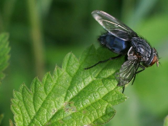 Diptero da identificare (Calliphora sp.)