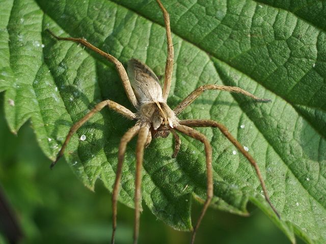 Pisaura mirabilis