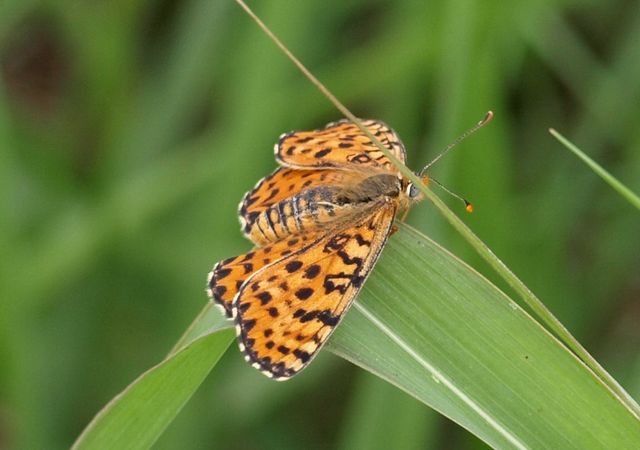 Identificazione farfalle cremasche