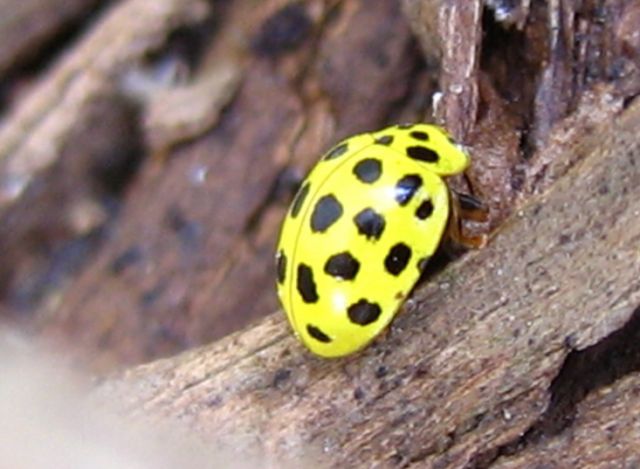 Coccinelle da identificare
