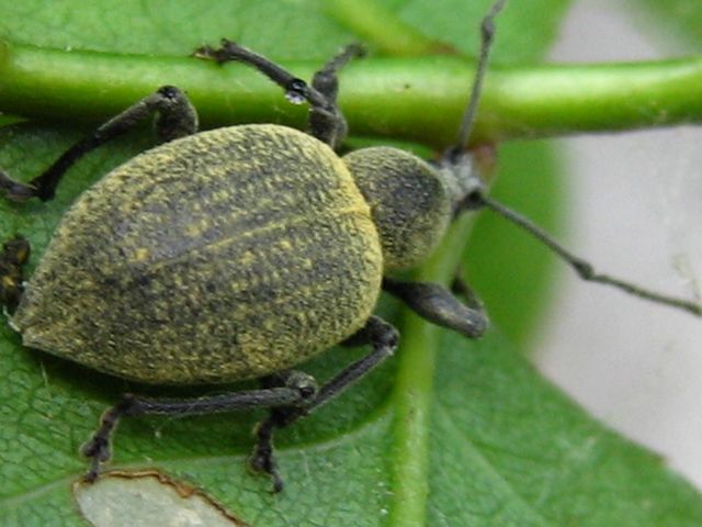 Curculionidae da identificare: Otiorhynchus...