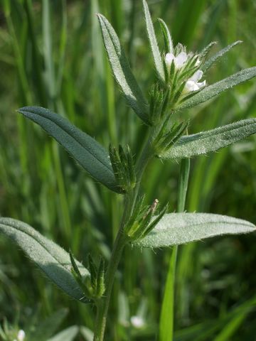 Buglossoides arvensis / Erba-perla minore