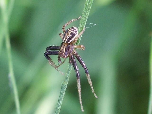 Xysticus sp.