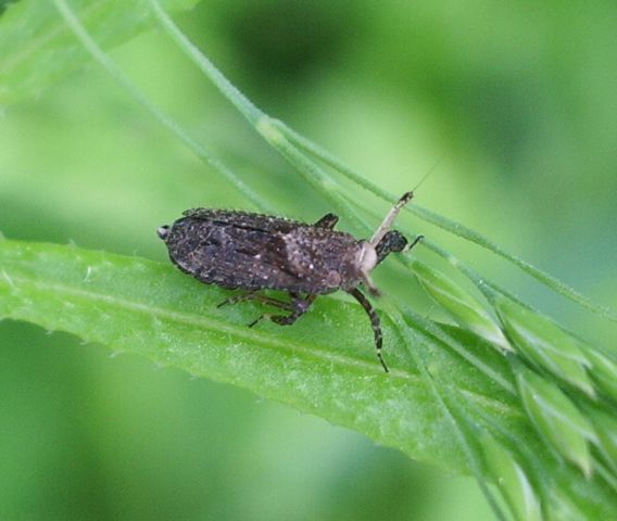 Asiraca clavicornis