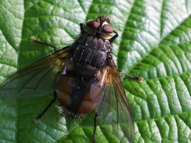 maschio di Tachinidae