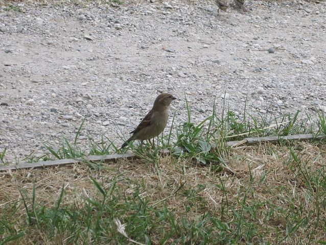 Questo  un passero comune ?