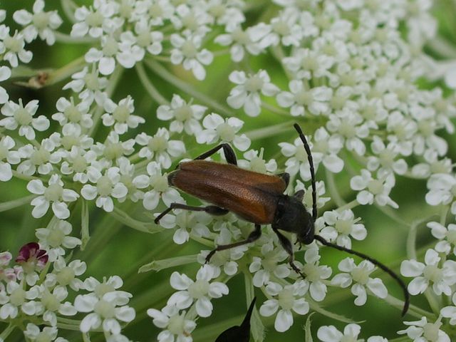 Pseudovadonia livida