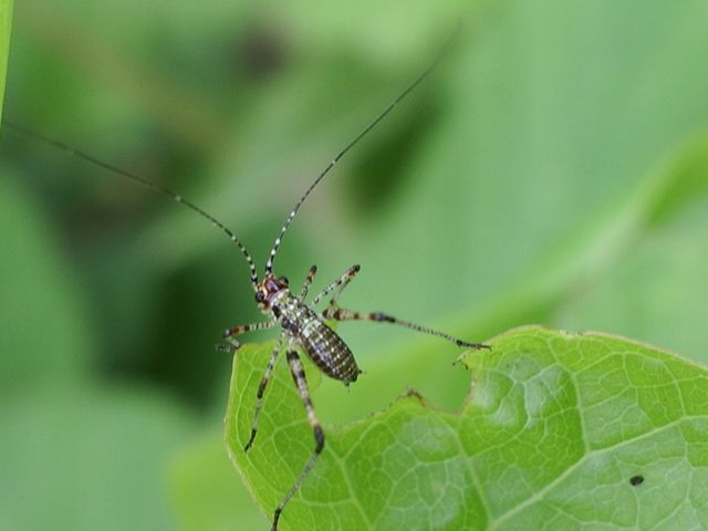 Neanide di ortottero: Phaneroptera sp.