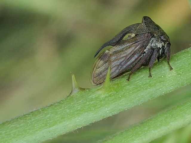 Centrotus cornutus (Membracidae)