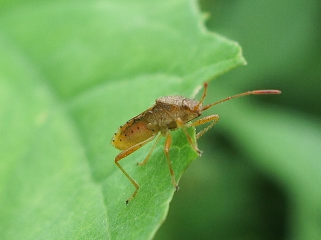 Rhopalidae