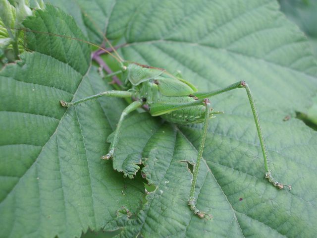 Tettigonia sp.