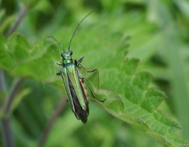 Coleottero da determinare: Oedemera nobilis