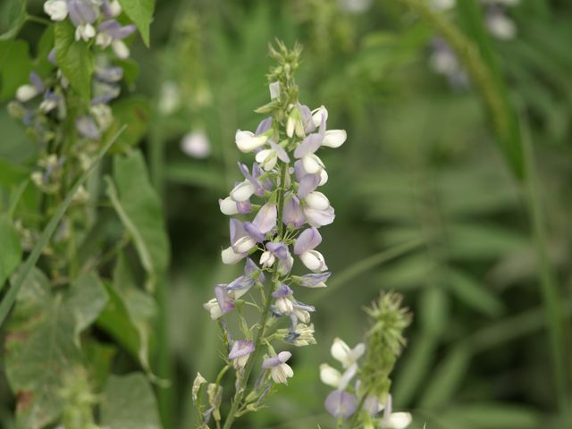 Galega officinalis / Capraggine