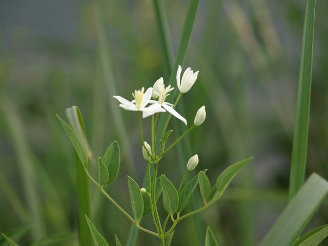 Clematis recta