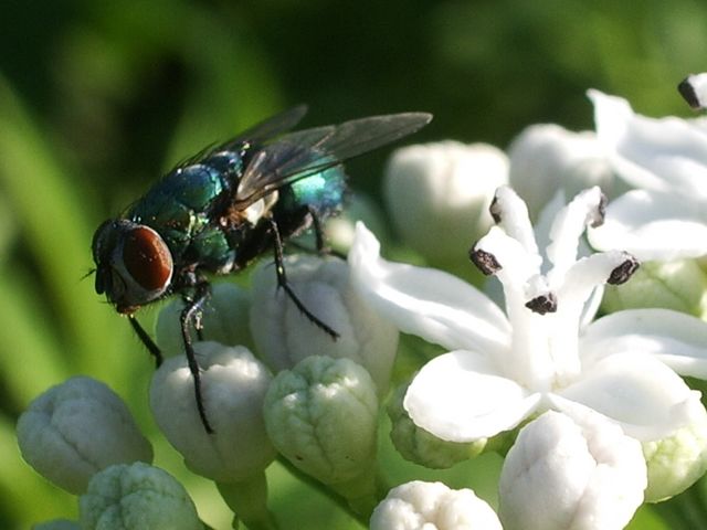 Diptero da determinare