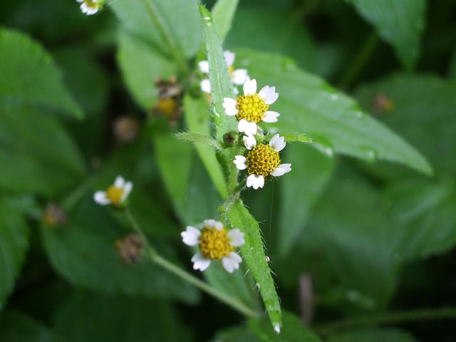 Galinsoga quadriradiata / Galinsoga ciliata