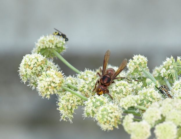 Sceliphron caementarium (Sphecidae)- Vespa crabro (Vespidae)