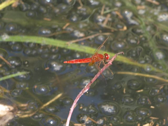 Sympetrum fonscolombei ?