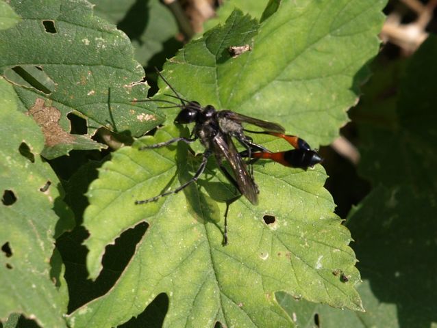 Accoppiamento di Ammophila df. sabulosa (Sphecidae).