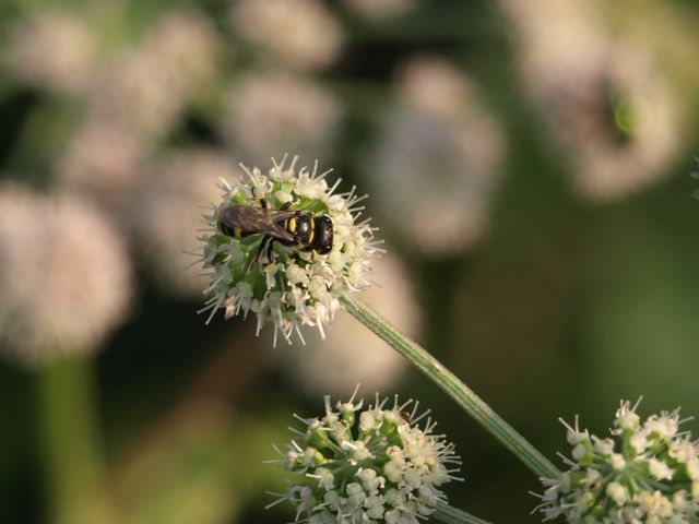 Ectemnius confinis (cfr.), Crabronidae