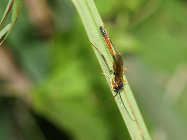 Ichneumonidae, sottofamiglia Anomaloninae