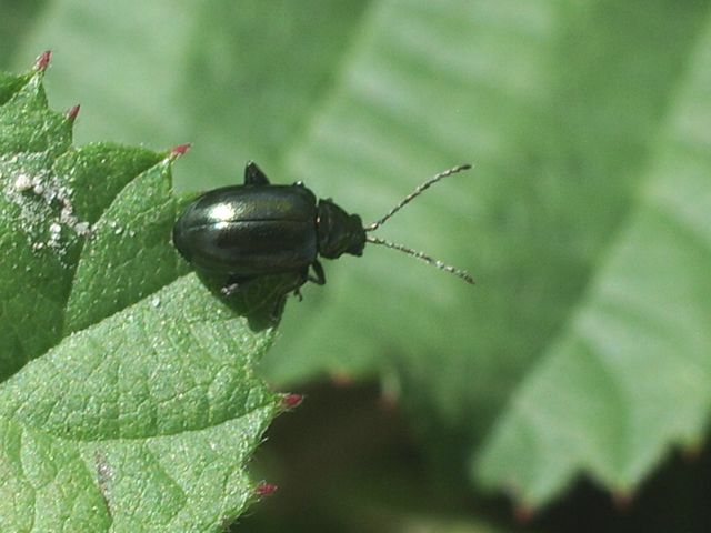 Coleotteri da determinare del Cremasco