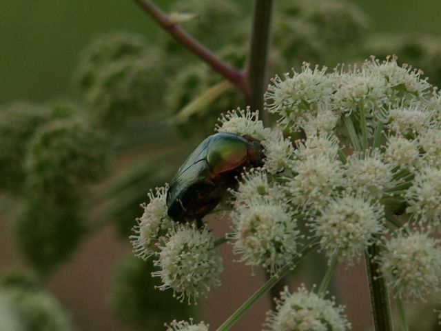 Coleottero da identificare