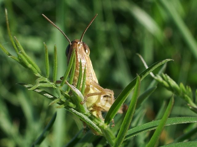 Euchorthippus declivus