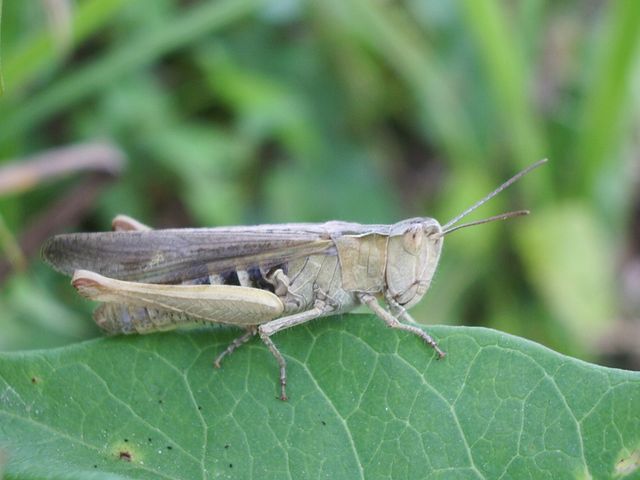 Omocestus rufipes