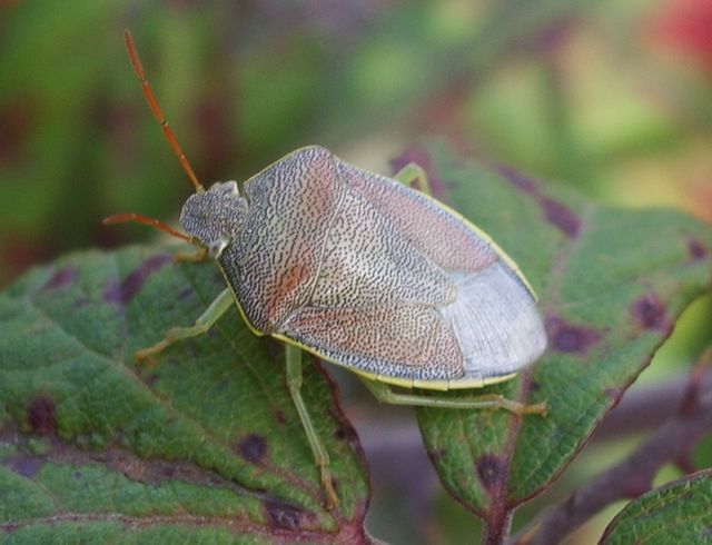 Piezodorus lituratus di Crema