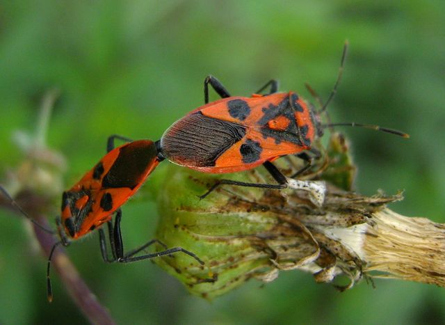 Rhopalidae: Corizus hyosciami del Cremasco (CR)