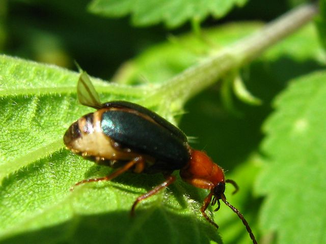 Aiuto per identificazione: Brachinus explodens
