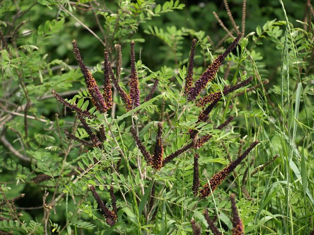 Amorpha fruticosa / Indaco bastardo